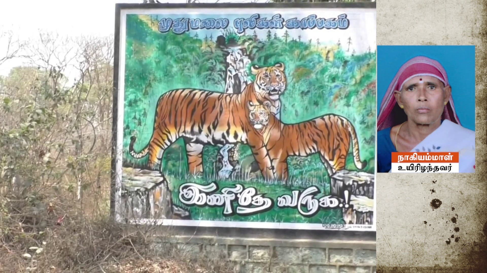 முதுமலை புலிகள் காப்பகம் பகுதியில் புலி தாக்கி 60 வயது பெண் உயிரிழப்பு