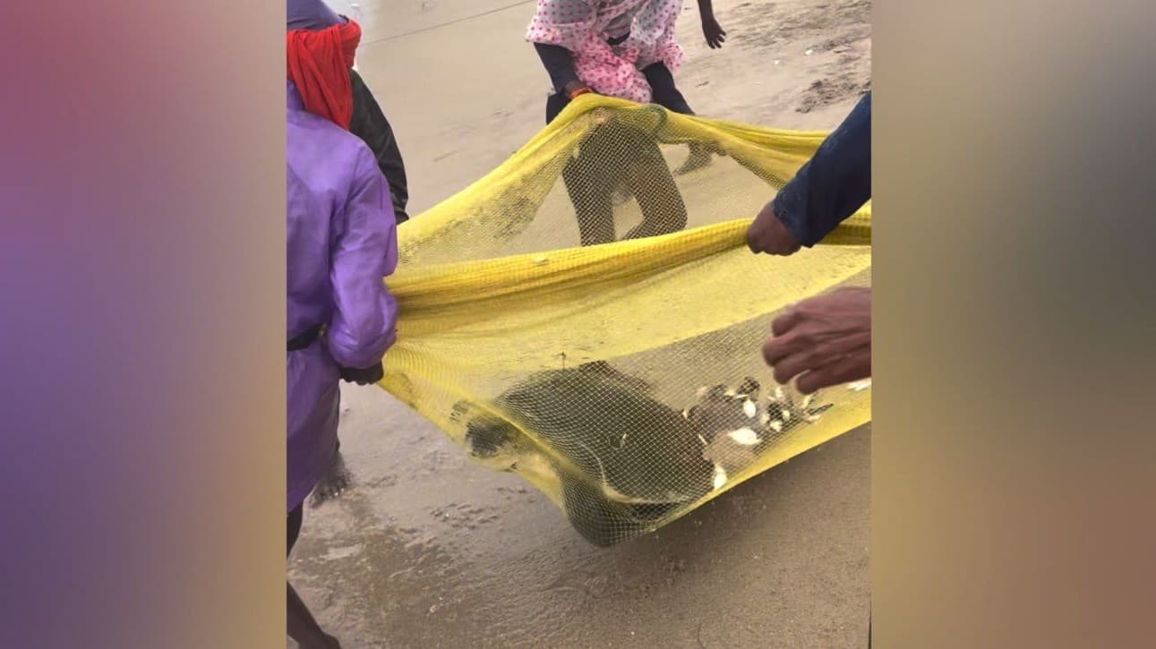 இராமேஸ்வரம் கரை வலை மீன்பிடித்தலின்போது சிக்கிய சித்தாமை