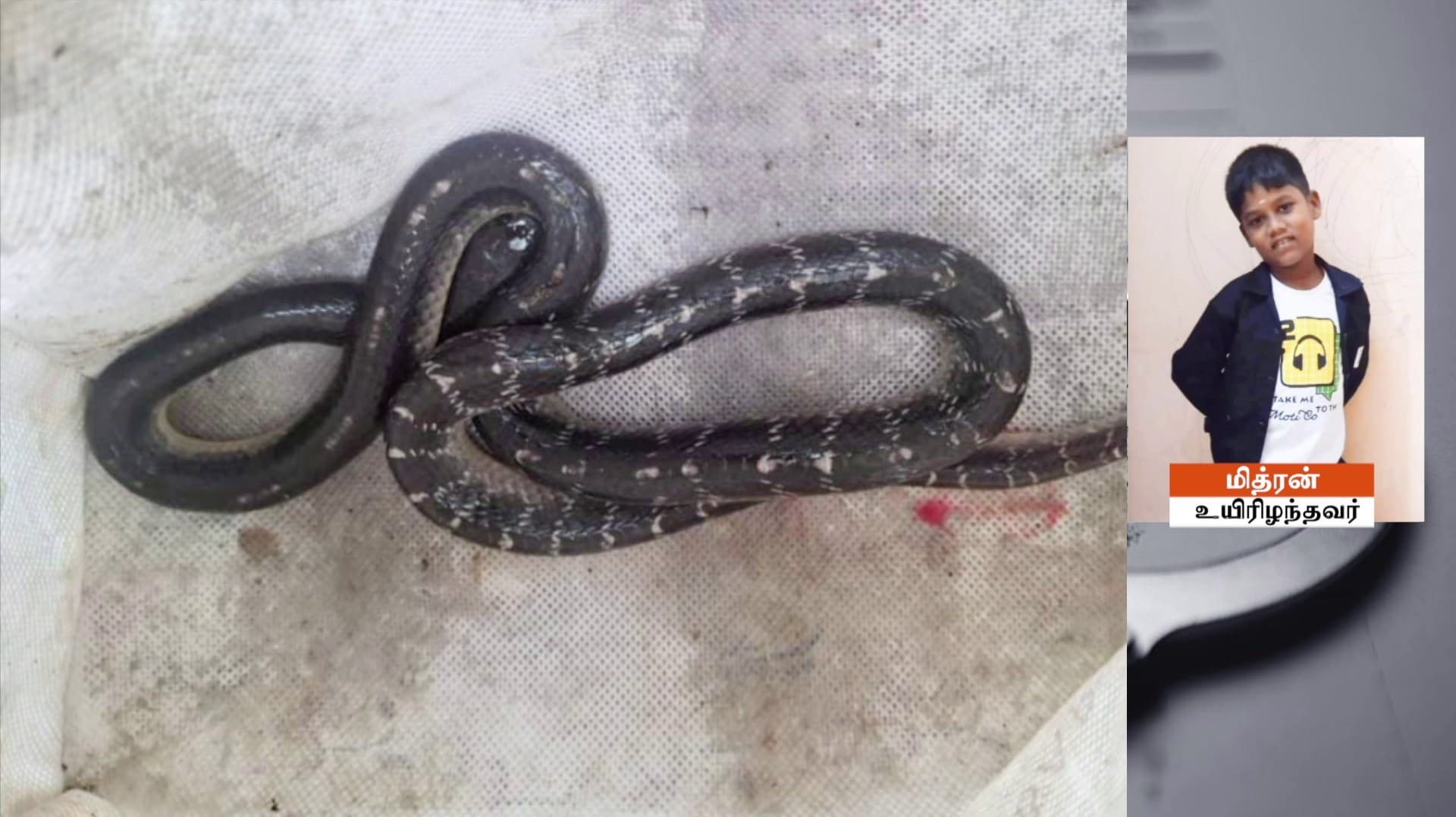 கட்டுவிரியன் பாம்பு கடித்து 8 வயது சிறுவன் உயிரிழப்பு