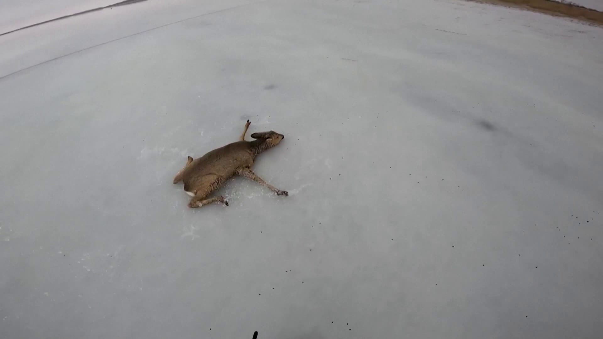 உறைந்த ஏரியில் சிக்கிக்கொண்ட மான்கள் மீட்பு