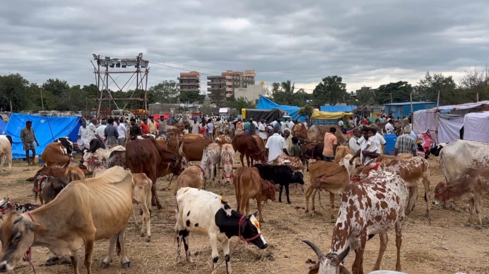 தீப திருவிழாவை முன்னிட்டு மாடு, குதிரை சந்தையில் விற்பனை துவக்கம்