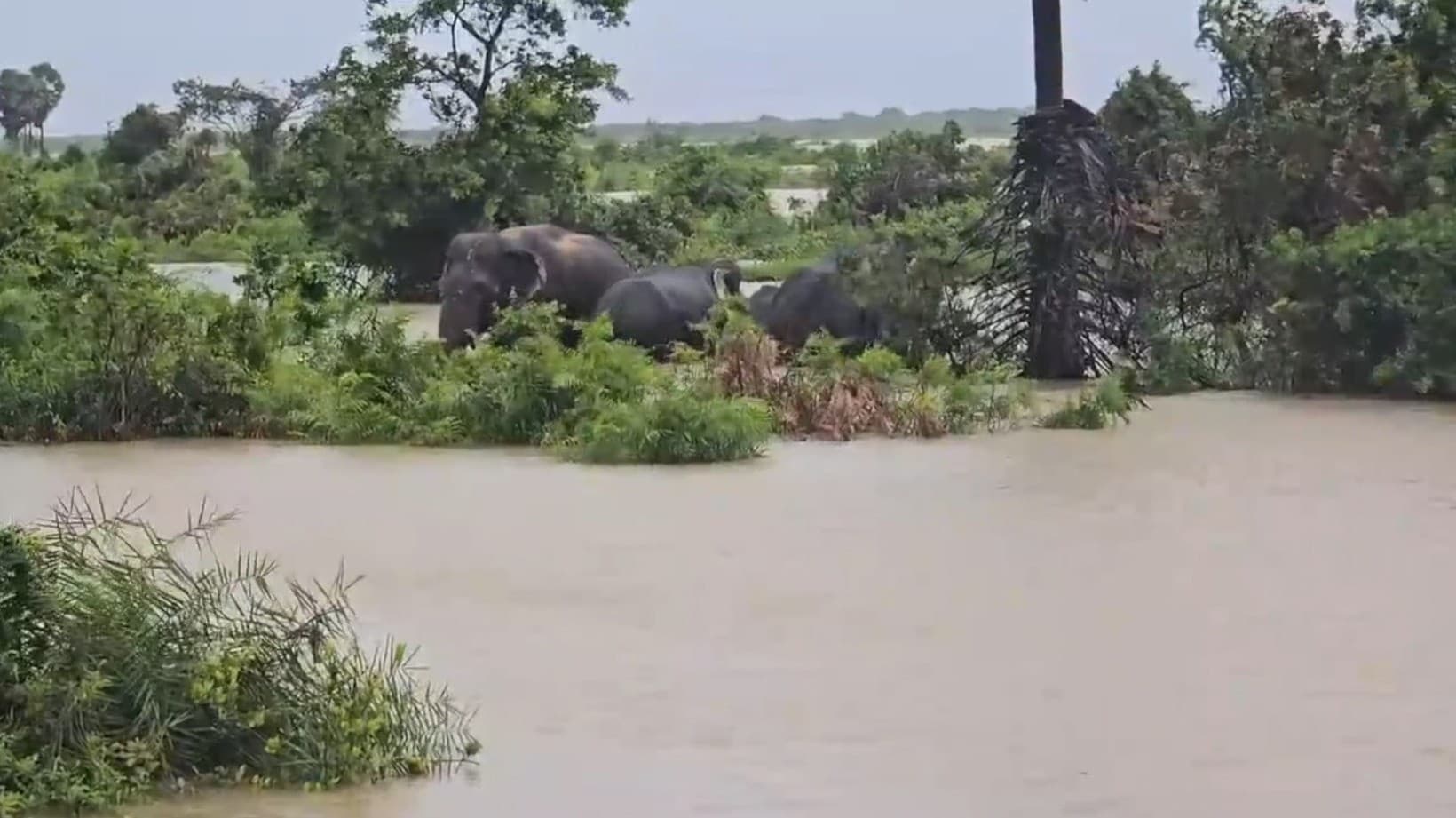 கனமழையால் காடுகளில் வெள்ளம் - உணவின்றி தவிக்கும் யானைகள்