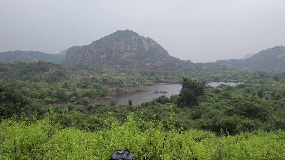 பேரணாம்பட்டு வனப்பகுதியில் 20 நாட்களில் 5 யானைகள் உயிரிழப்பு.. வனத்துறை அதிகாரிகள் ஆய்வு