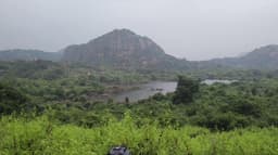 பேரணாம்பட்டு வனப்பகுதியில் 20 நாட்களில் 5 யானைகள் உயிரிழப்பு.. வனத்துறை அதிகாரிகள் ஆய்வு