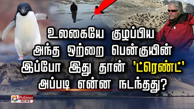 உலகையே குழப்பிய அந்த ஒற்றை பென்குயின்.. இப்போ இது தான் 'ட்ரெண்ட்'.. அப்படி என்ன நடந்தது?