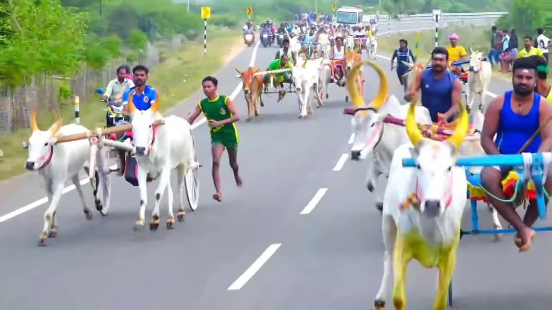 3 கிராம மக்கள் இணைந்து நடத்திய மாட்டுவண்டி பந்தயம்