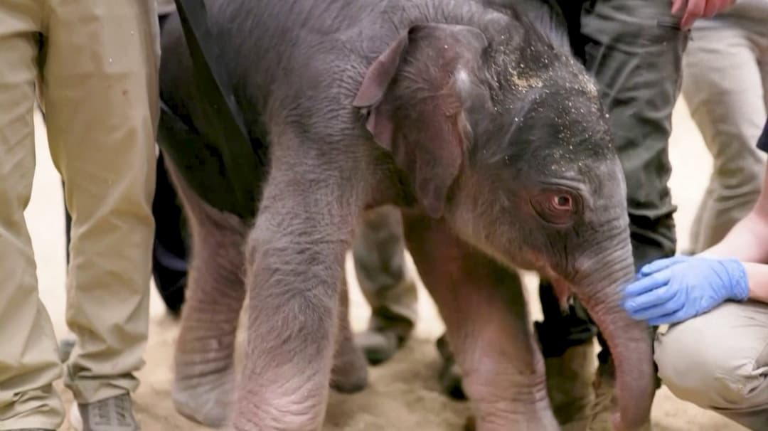 25 ஆண்டுகளுக்குப் பிறகு பூங்காவில் பிறந்த யானைக் குட்டி