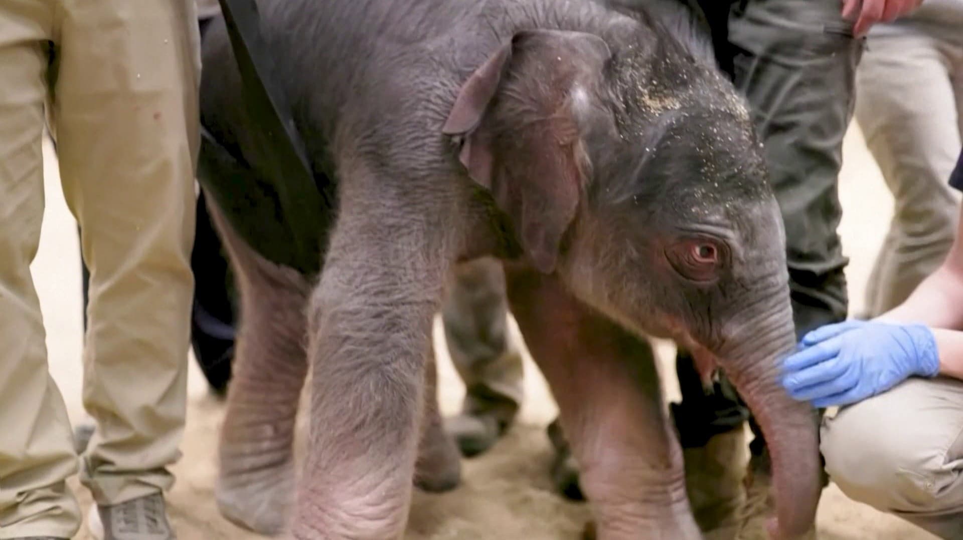 25 ஆண்டுகளுக்குப் பிறகு பூங்காவில் பிறந்த யானைக் குட்டி