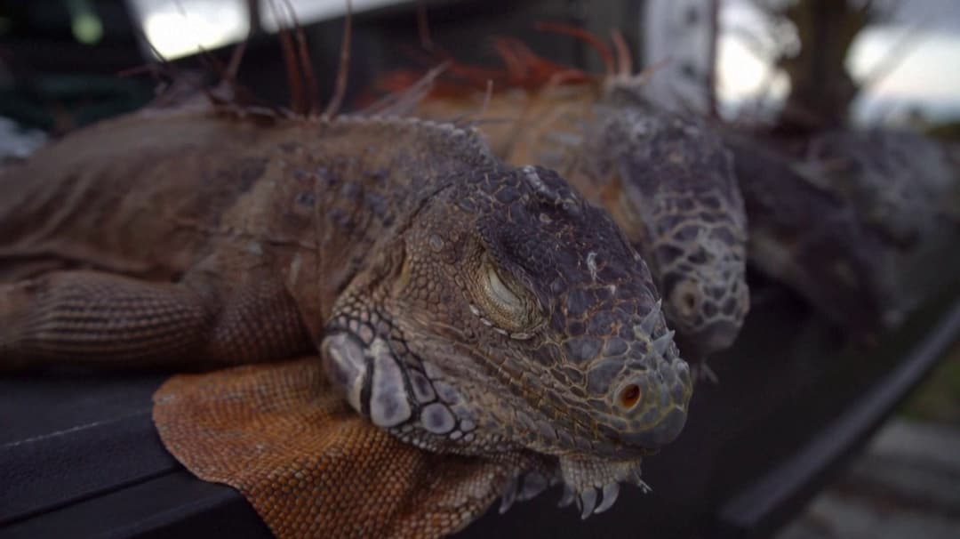 அமெரிக்காவில் கடும் குளிரில் சிக்கி உறை நிலைக்கு போன உடும்பு, பச்சோந்திகள்