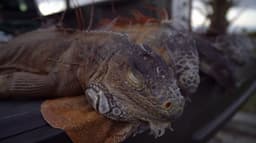 அமெரிக்காவில் கடும் குளிரில் சிக்கி உறை நிலைக்கு போன உடும்பு, பச்சோந்திகள்