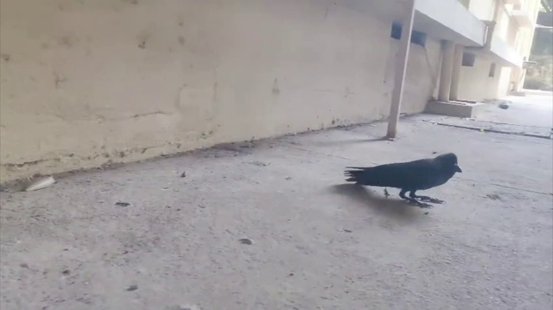 சென்னையில் உயிரிழந்து கிடந்த காகங்கள் - காரணம் என்ன?