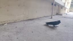 சென்னையில் உயிரிழந்து கிடந்த காகங்கள் - காரணம் என்ன?