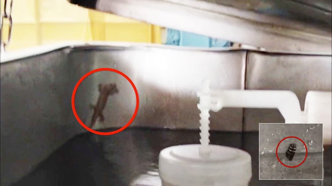 கோவிலில் வைக்கப்பட்டிருந்த குடிநீர் மிஷினில் பூச்சிகள்.. பக்தர்கள் அதிர்ச்சி.!