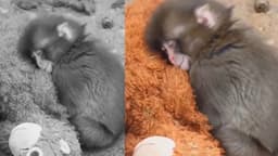 பொம்மை குரங்கை  தாயாக நினைத்து கட்டிப்பிடிக்கும் குட்டி குரங்கு.. இணையத்தை நனைக்கும் கண்ணீர் காட்சிகள்.!