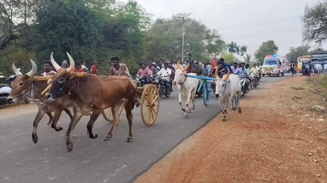 சிவராத்திரி விழாவை முன்னிட்டு நடைபெற்ற மாட்டுவண்டி பந்தயத்தில் 49 ஜோடி மாடுகள் பங்கேற்பு.