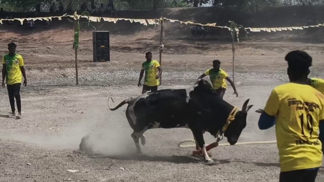 வடமாடு மஞ்சு விரட்டில் களமிறக்கப்பட்ட 14 காளைகள்