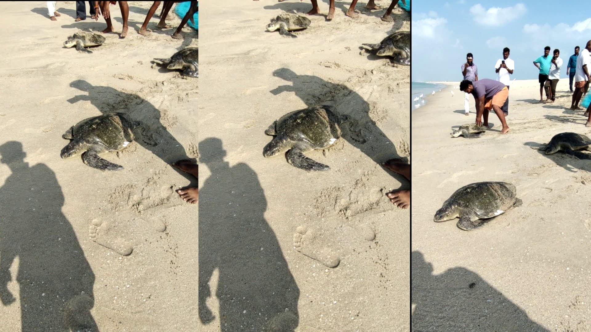 மீனவர்களின் வலையில் உயிருடன் சிக்கிய 4 அரிய வகை கடல் ஆமைகள்.