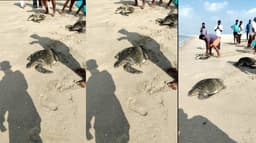 மீனவர்களின் வலையில் உயிருடன் சிக்கிய 4 அரிய வகை கடல் ஆமைகள்.