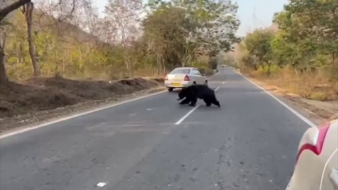 இலந்தை பழத்துக்காக வனத்தைவிட்டு வெளியே வந்த கரடி