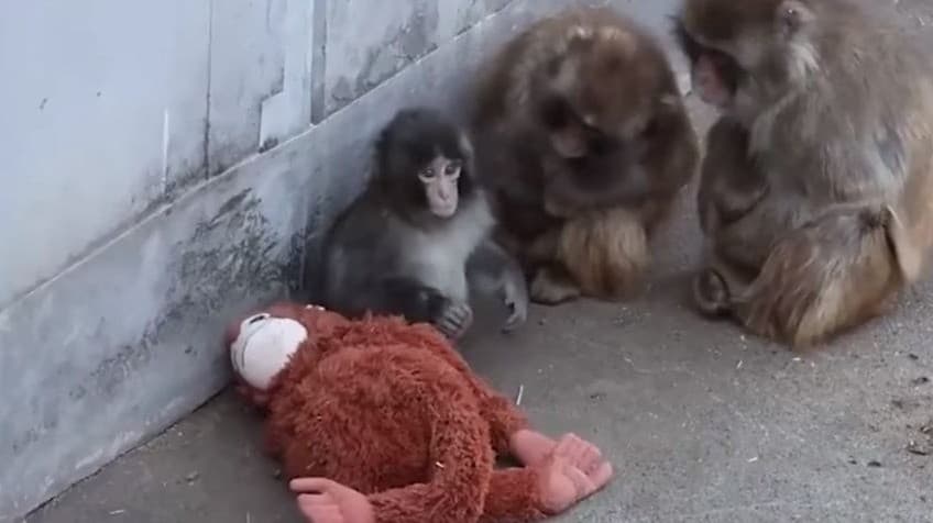 சமீப நாட்களாக ஒரு குரங்கு குட்டி கையில் ஆரஞ்சு நிற 'ஒராங்குட்டான்' பொம்மையோடு இருக்கும் உருக்கமான வீடியோக்களும், புகைப்படங்களும் சமூக வலைதளபக்கங்களில் ட்ரெண்டாகி வருகிறது.