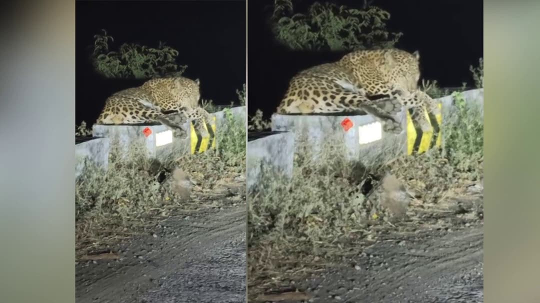 திம்பம் மலைப்பாதையோரம் ஹாயாக ஓய்வெடுத்த சிறுத்தை