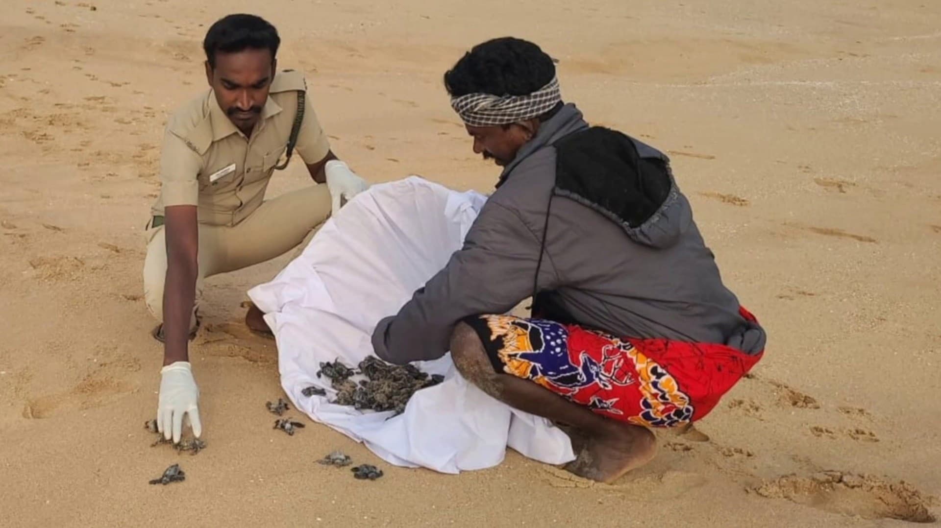 74 ஆமை குஞ்சுகளை கடலில் விடுவித்த வனத்துறை ஊழியர்கள்