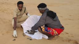 74 ஆமை குஞ்சுகளை கடலில் விடுவித்த வனத்துறை ஊழியர்கள்