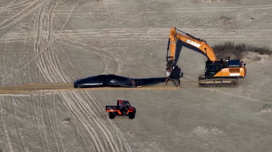 கடற்கரையில் இறந்து கரை ஒதுங்கிய ஸ்பெர்ம் திமிங்கிலம்