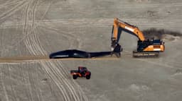 கடற்கரையில் இறந்து கரை ஒதுங்கிய ஸ்பெர்ம் திமிங்கிலம்