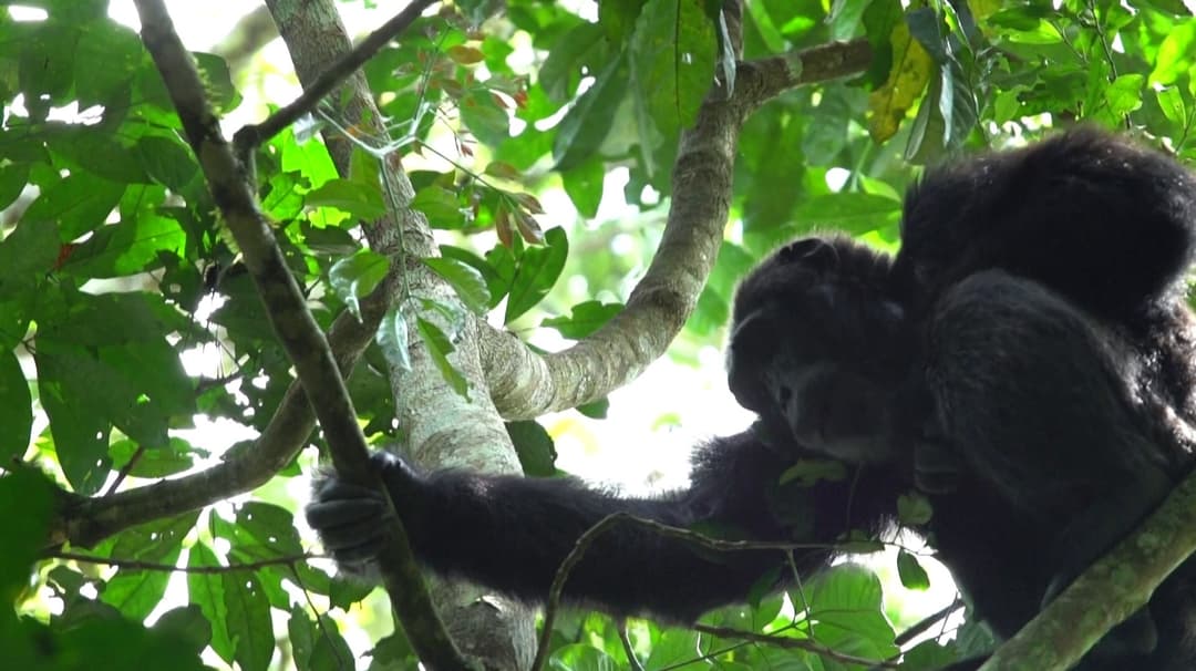 பிவிண்டி தேசியப் பூங்காவில் சிம்பன்சிகள் கணக்கெடுப்பு