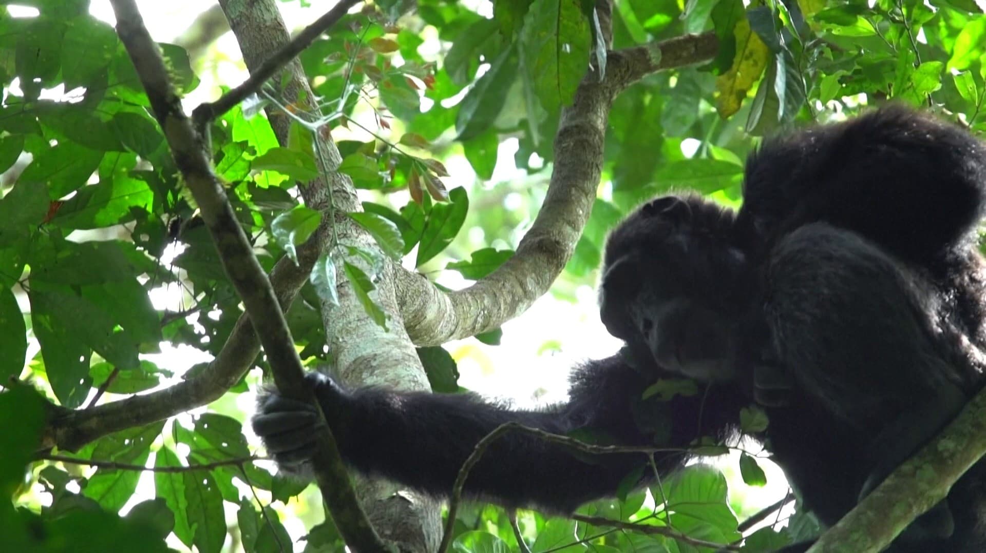 பிவிண்டி தேசியப் பூங்காவில் சிம்பன்சிகள் கணக்கெடுப்பு