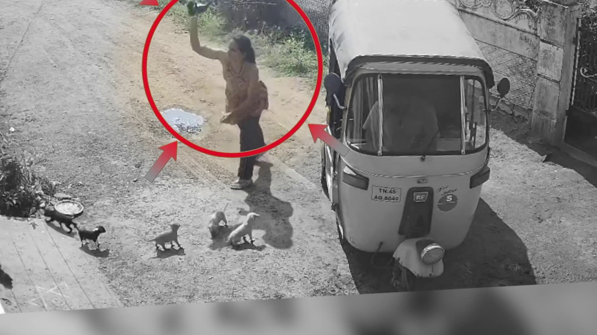 நாய்க்குட்டிகளை சுவற்றில் வீசி அடித்துக் கொலை செய்த பெண்