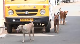 தெருநாய்கள் கடித்து ஒரே நேரத்தில் 5 சிறுவர்கள் படுகாயம்