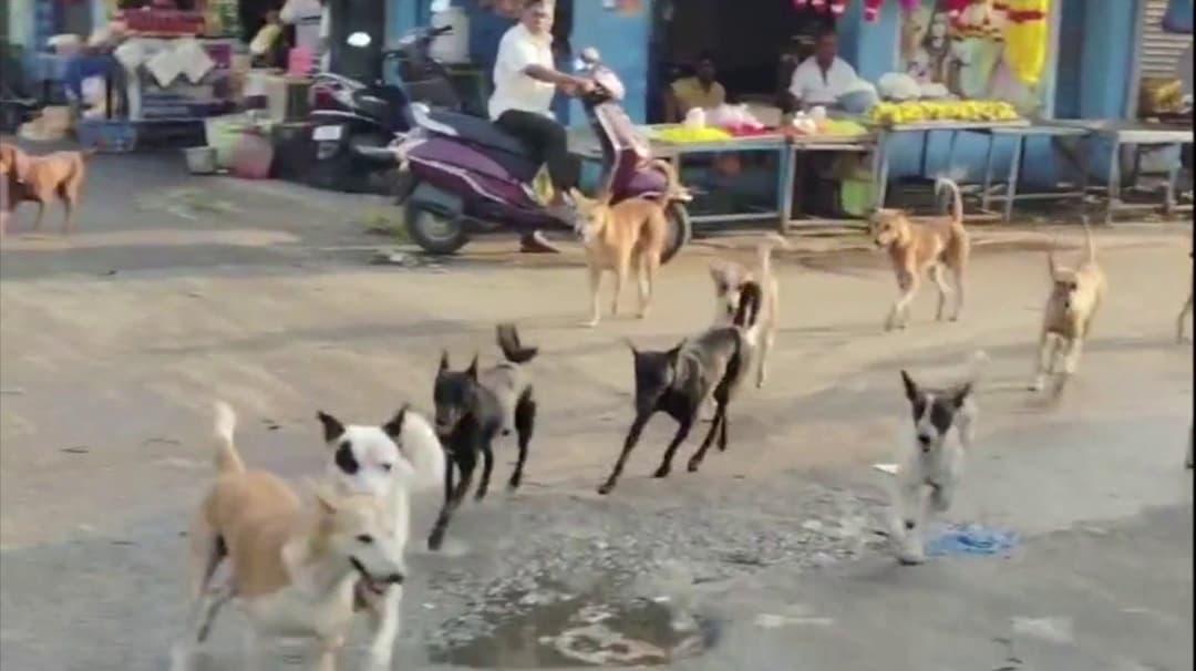 அரசு தேர்வு எழுத இருந்த 6 மாணவிகள் உள்பட 20பேரை கடித்த வெறிநாய்