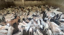 மேற்காசிய போரால் கென்யாவில் இறைச்சி ஏற்றுமதி பாதிப்பு