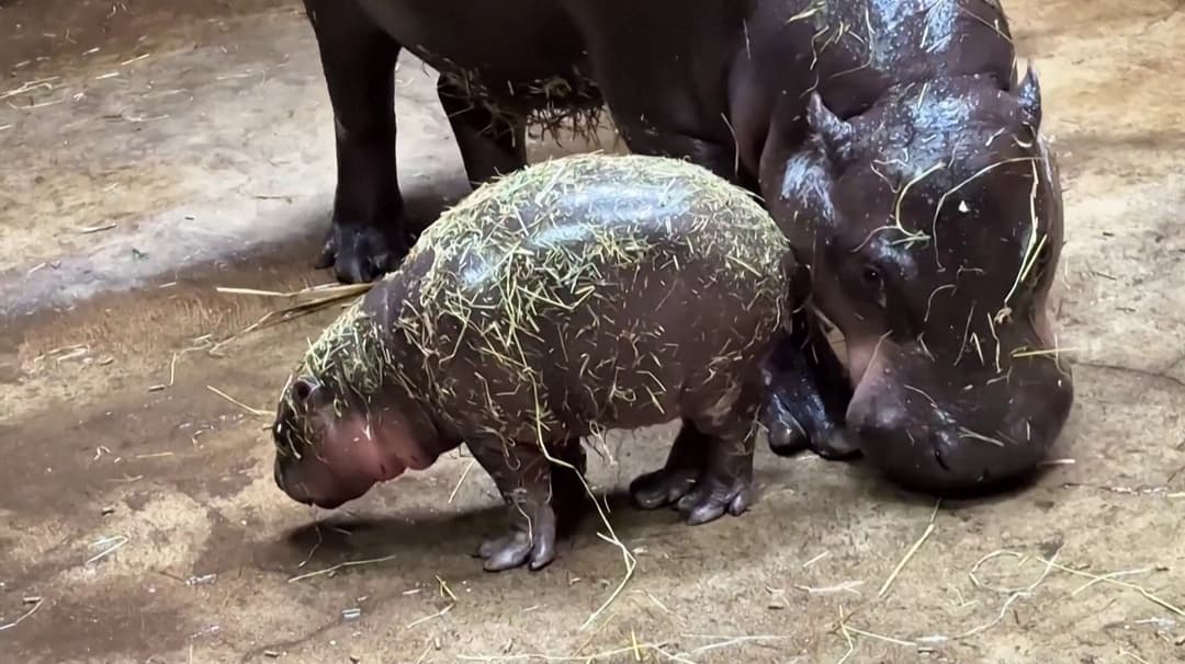 வனவிலங்குப் பூங்காவில் குட்டி ஈன்ற குள்ள நீர்யானை