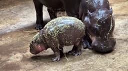 வனவிலங்குப் பூங்காவில் குட்டி ஈன்ற குள்ள நீர்யானை