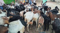 ரம்ஜான் பண்டிகையை முன்னிட்டு நடைபெற்ற வாரச் சந்தையில் ஆடுகள் விற்பனை மந்தம்.. என்ன காரணம்?