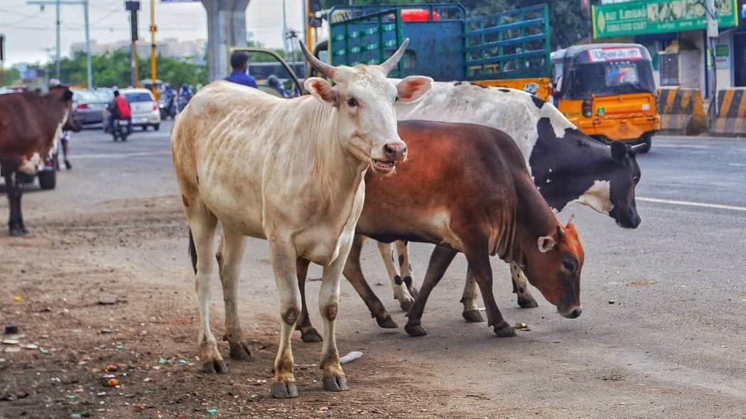 சென்னையில் மாடுகளுக்கு மைக்ரோ சிப் பொருத்த நாளை கடைசி நாள்