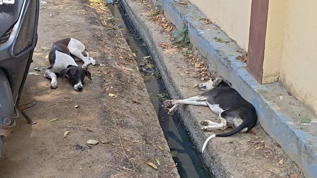 ஒரே நாளில் 11 பேரை விரட்டி விரட்டிக் கடித்த தெருநாய்