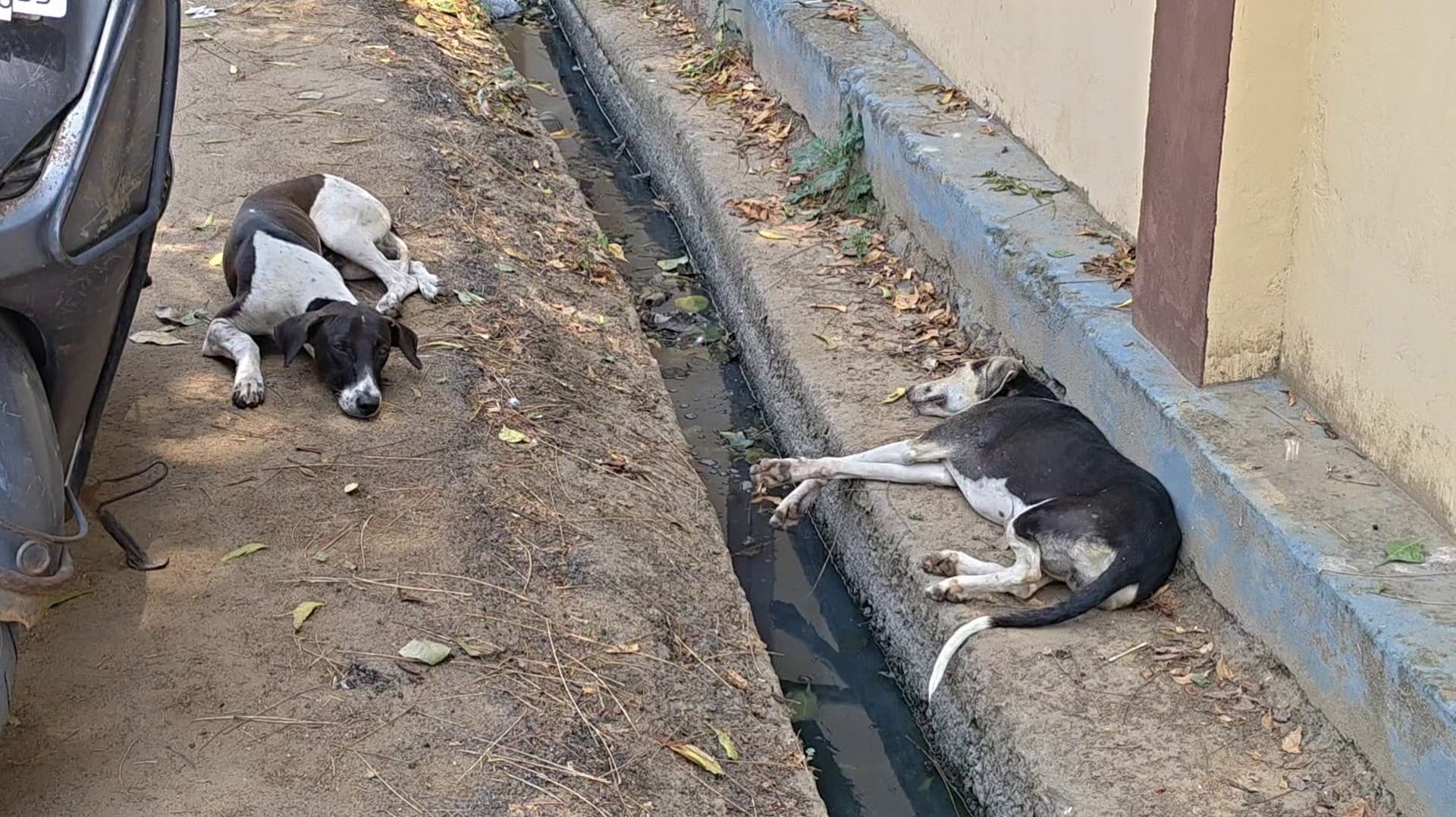 ஒரே நாளில் 11 பேரை விரட்டி விரட்டிக் கடித்த தெருநாய்