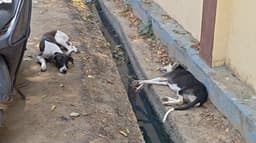 ஒரே நாளில் 11 பேரை விரட்டி விரட்டிக் கடித்த தெருநாய்